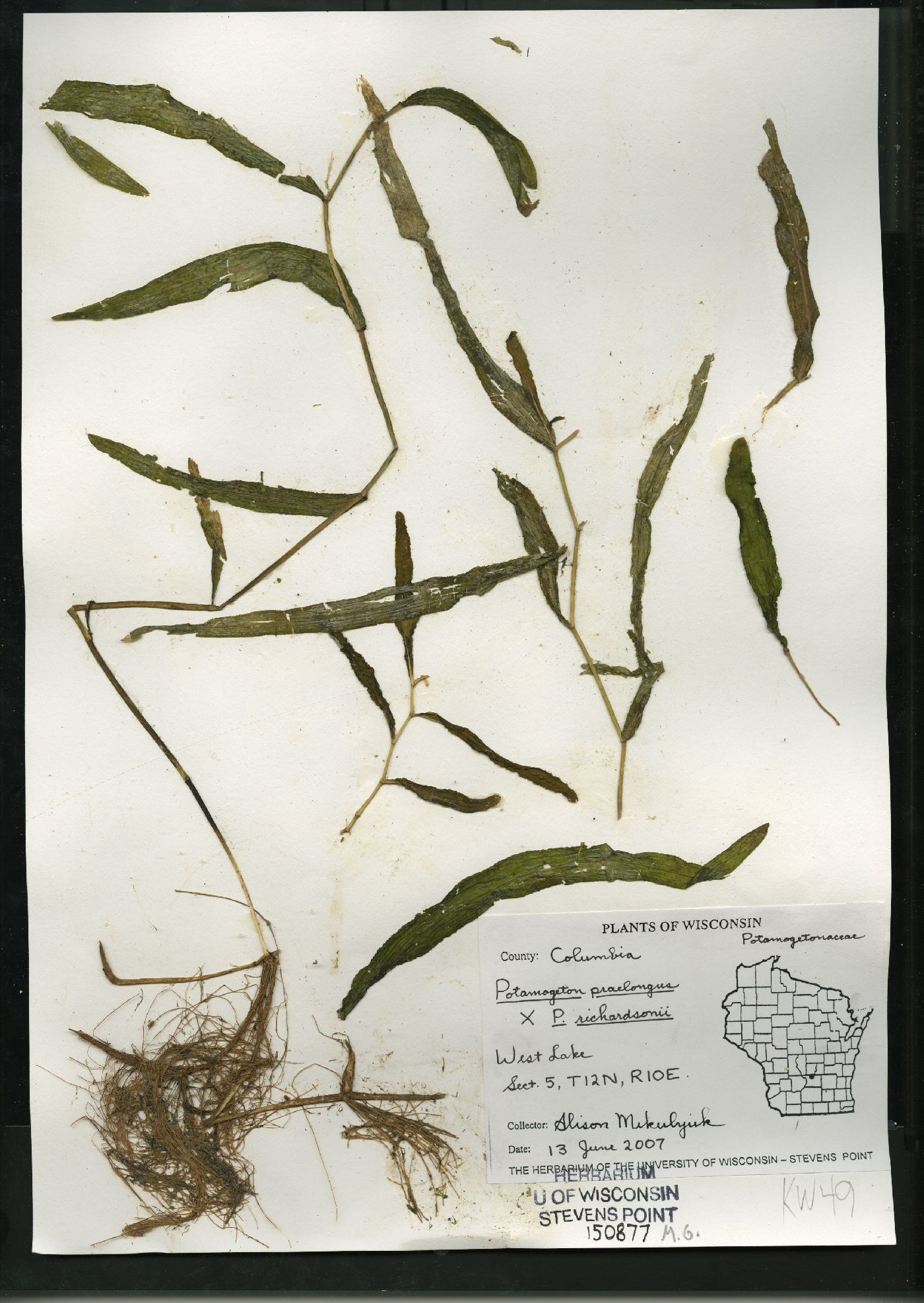 Potamogeton praelongus X P. richardsonii image