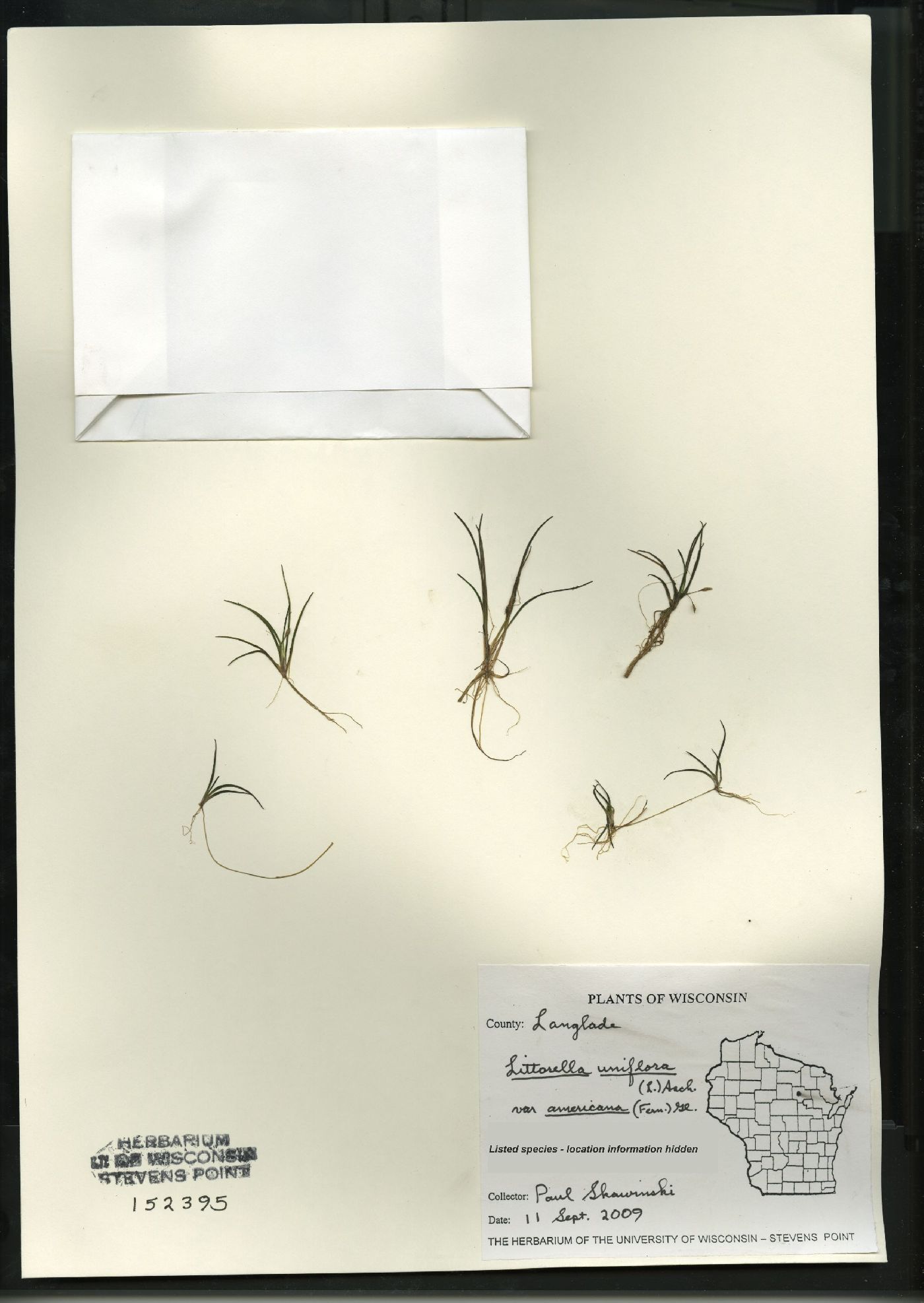 Littorella uniflora var. americana image