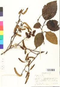 Image of Alnus acuminata
