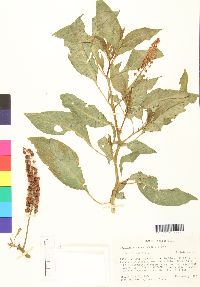 Image of Phytolacca rugosa