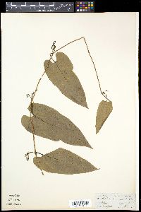 Image of Aristolochia acuminata