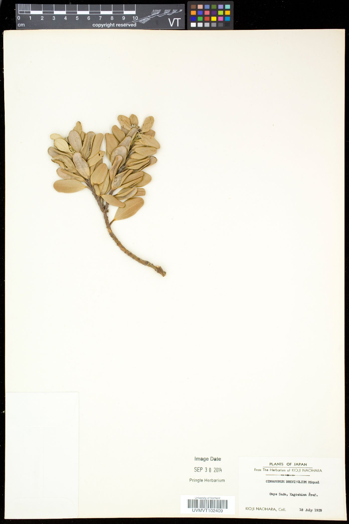 Cinnamomum brevifolium image