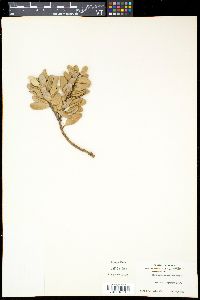 Image of Cinnamomum brevifolium