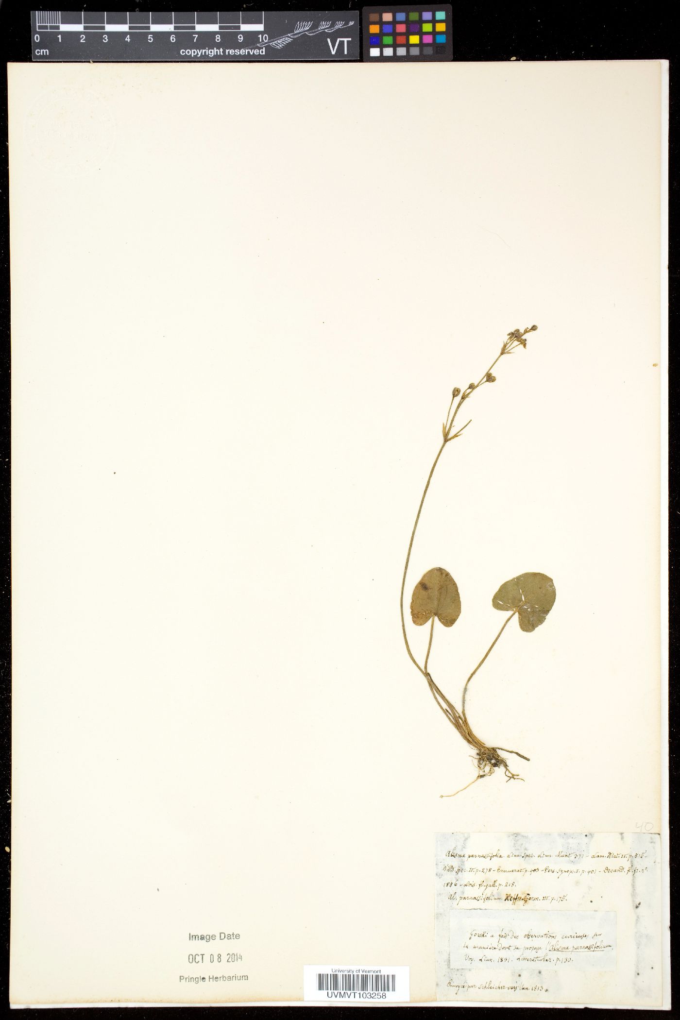 Alisma parnassifolia image
