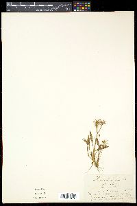 Image of Damasonium polyspermum