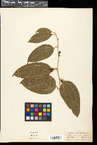 Image of Smilax lanceifolia