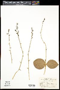 Image of Platanthera florentii