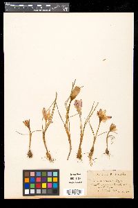 Crocus corsicus image