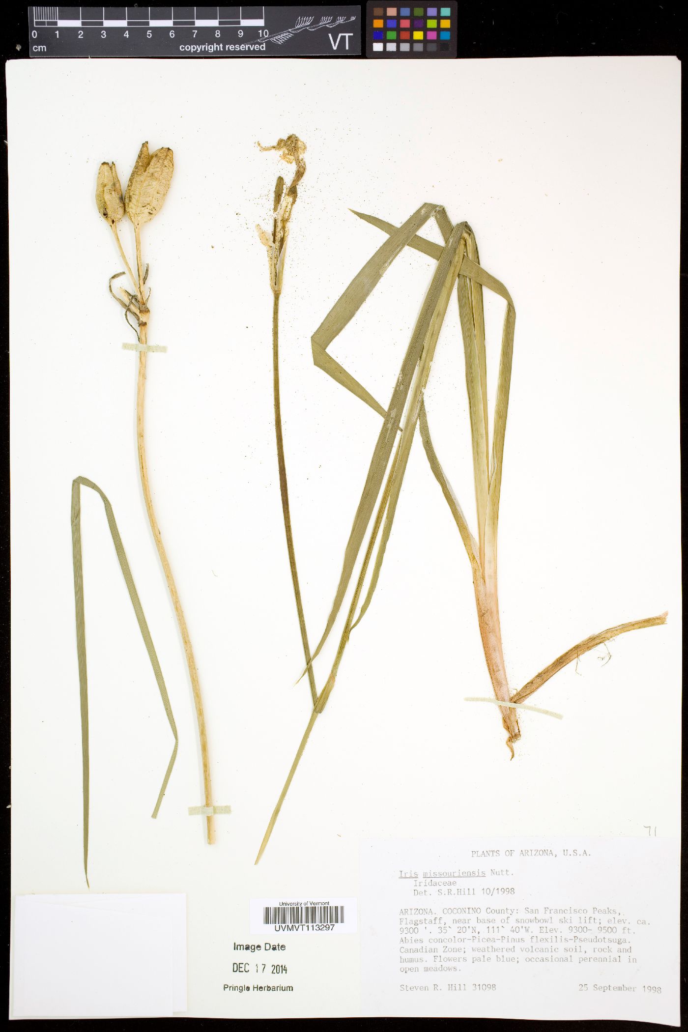 Iris mississippiensis image