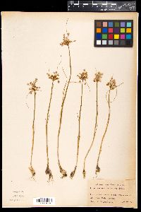 Image of Allium marginatum