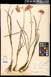 Image of Allium narcissiflorum