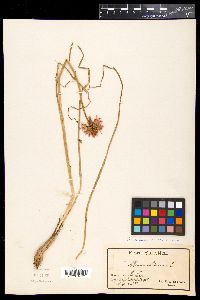 Allium sibiricum image
