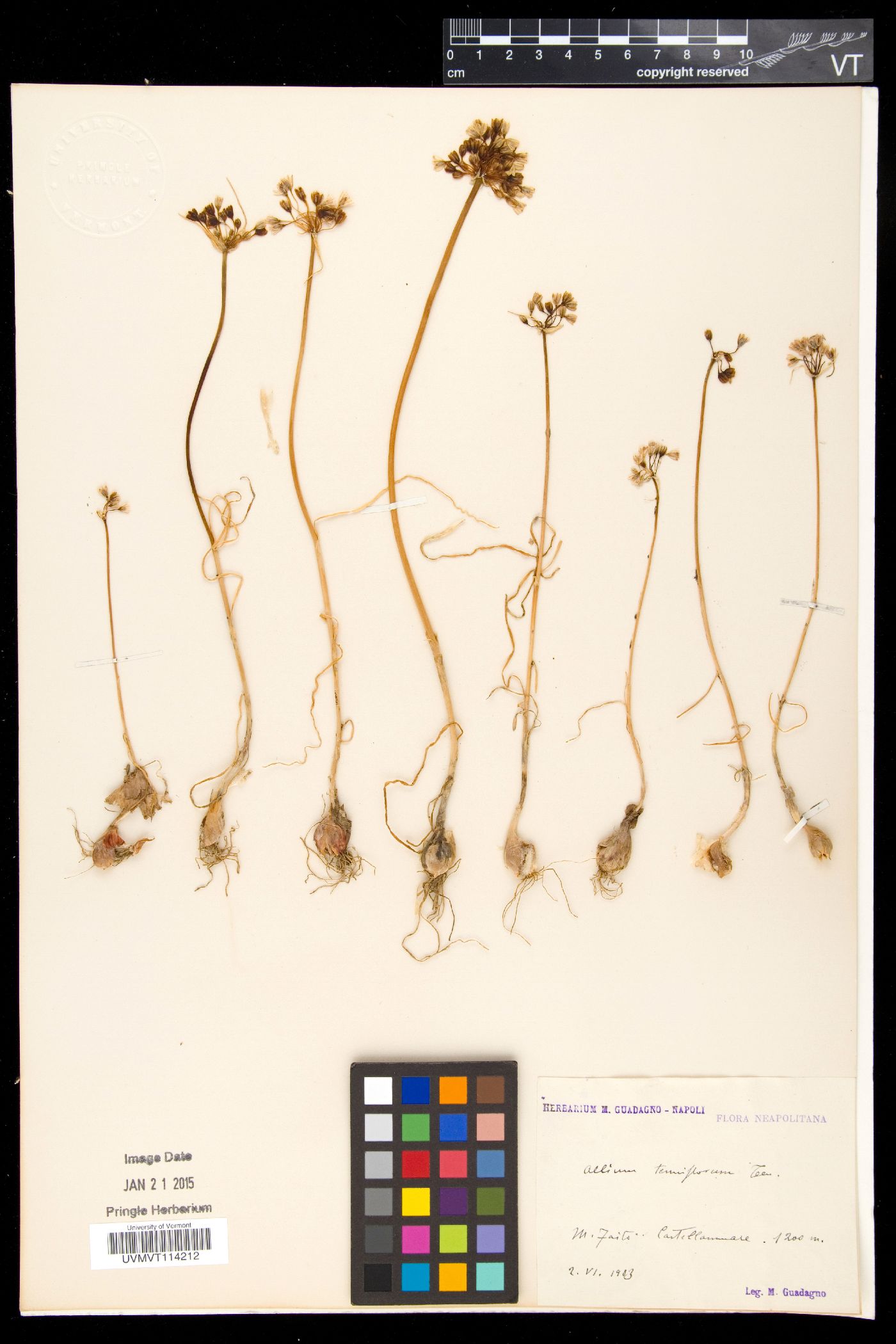 Allium paniculatum subsp. tenuiflorum image