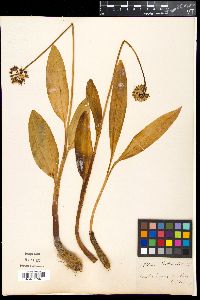 Allium victorialis image