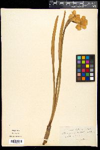 Narcissus biflorus image