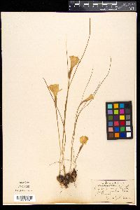 Image of Narcissus bulbocodium