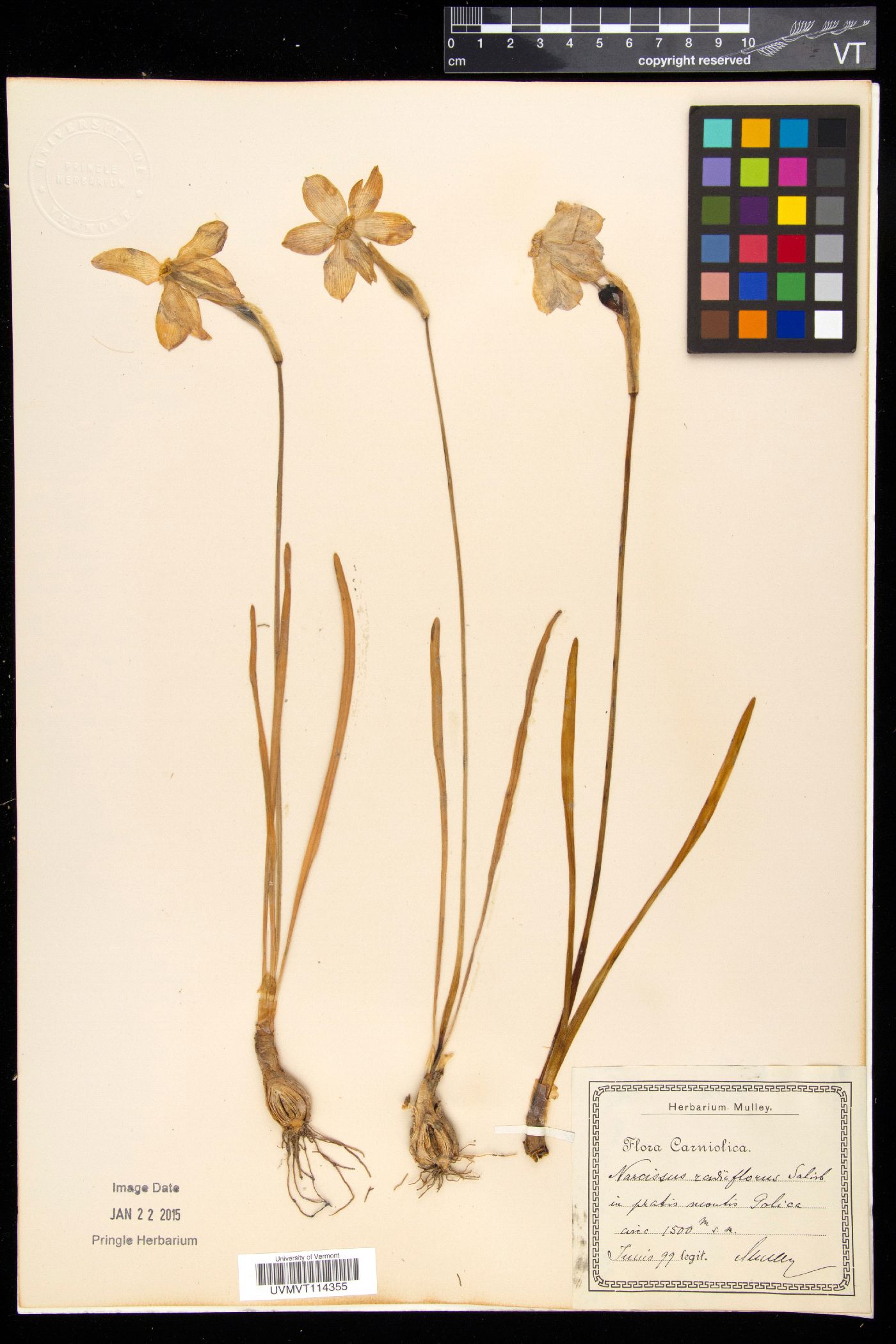 Narcissus poeticus subsp. radiiflorus image