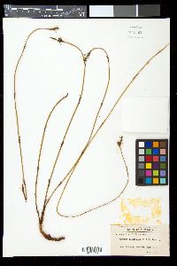 Image of Leptocarpus tenax