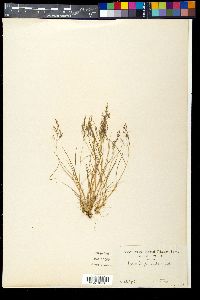 Image of Agrostis flaccida