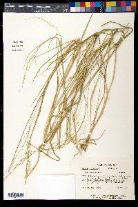 Panicum coloratum image