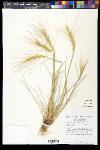 Elymus elymoides subsp. elymoides image