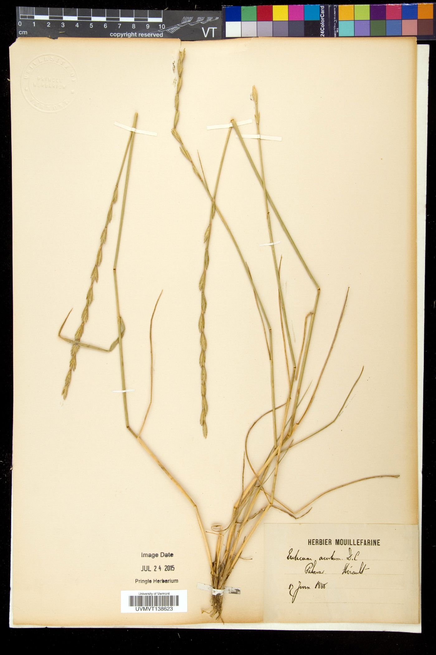 Thinopyrum acutum image