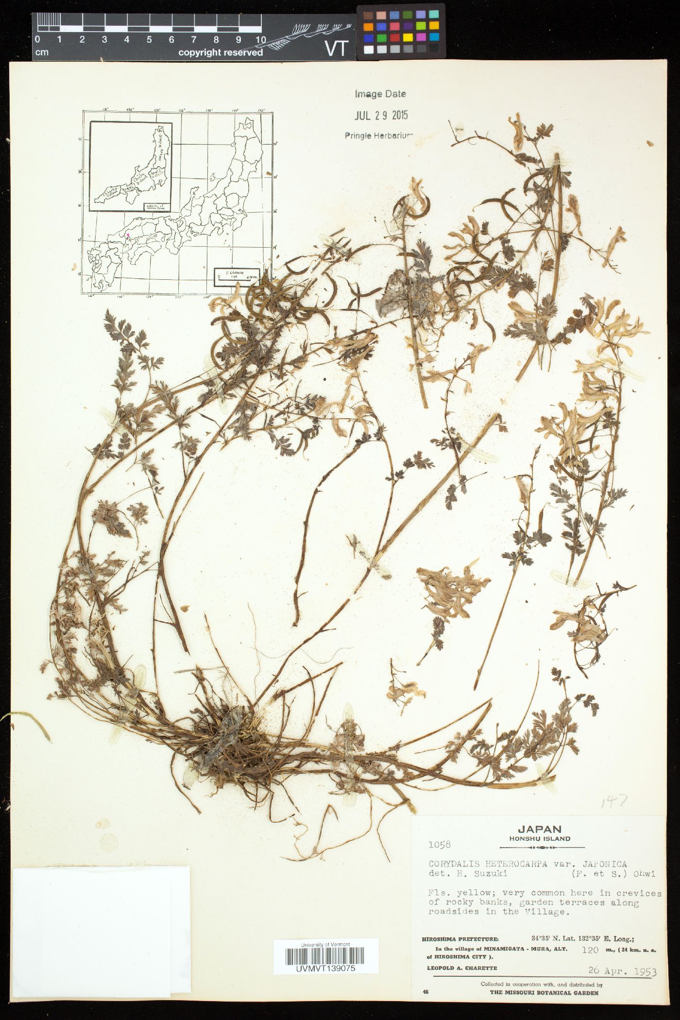 Corydalis heterocarpa image