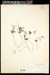 Image of Corydalis decumbens