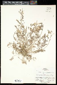Corydalis pallida image