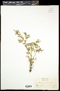 Image of Corydalis speciosa