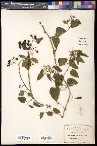 Cissus ampelopsis image