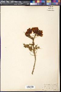 Image of Cassia auriculata