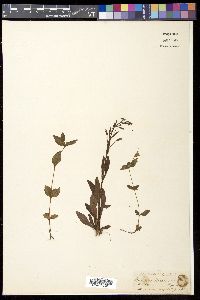 Erythranthe nepalensis image