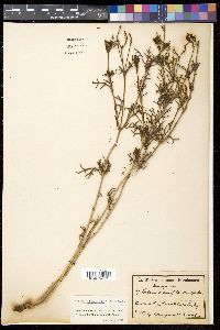 Image of Verbena crithmifolia