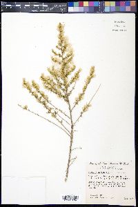 Baccharis pteronioides image