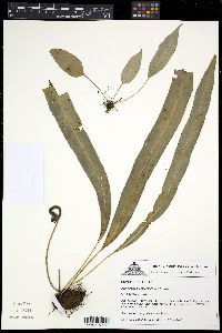 Image of Elaphoglossum angustioblongum