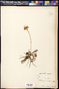 Saussurea candicans image