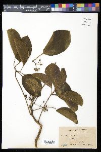 Image of Schefflera odorata