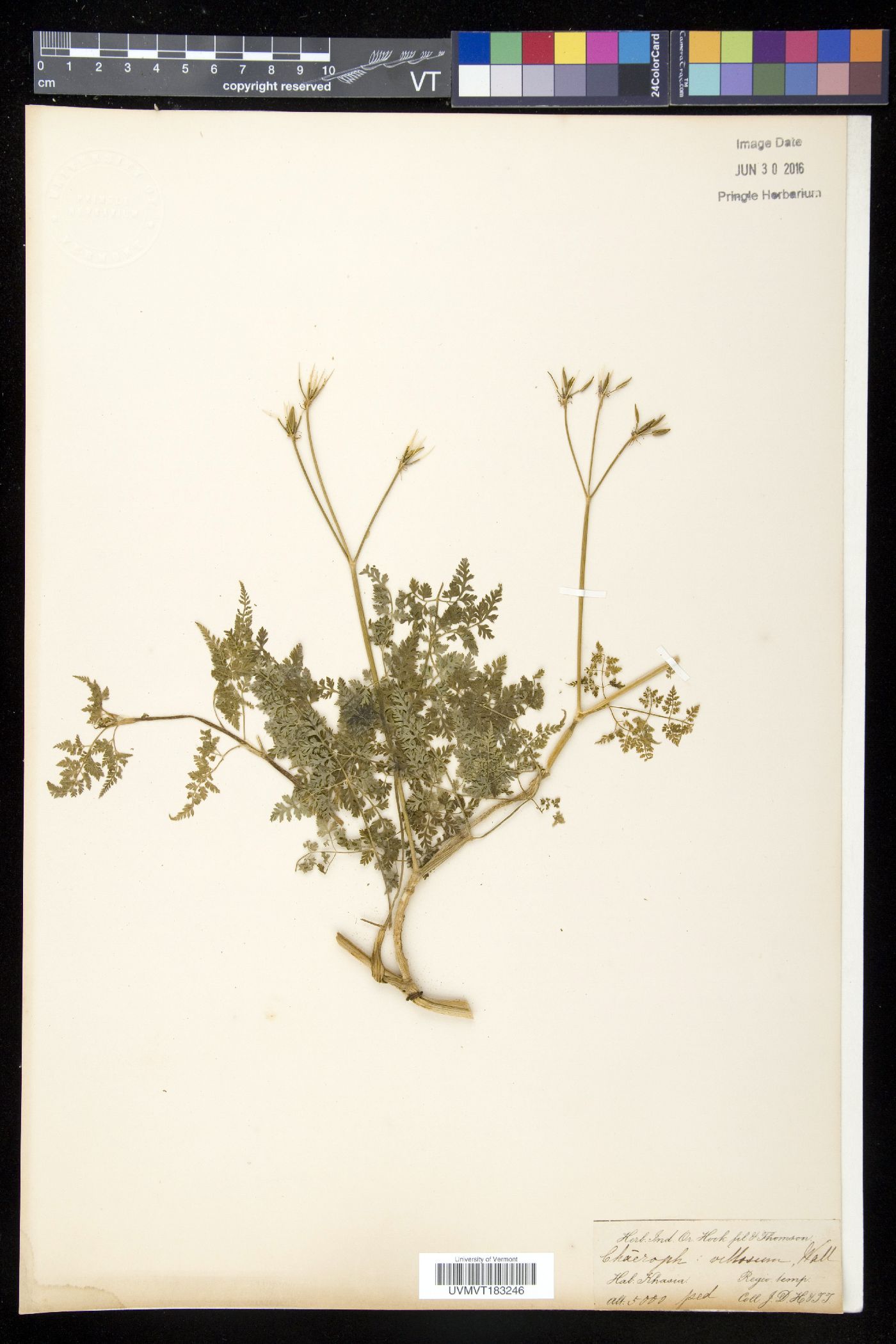 Chaerophyllum villosum image