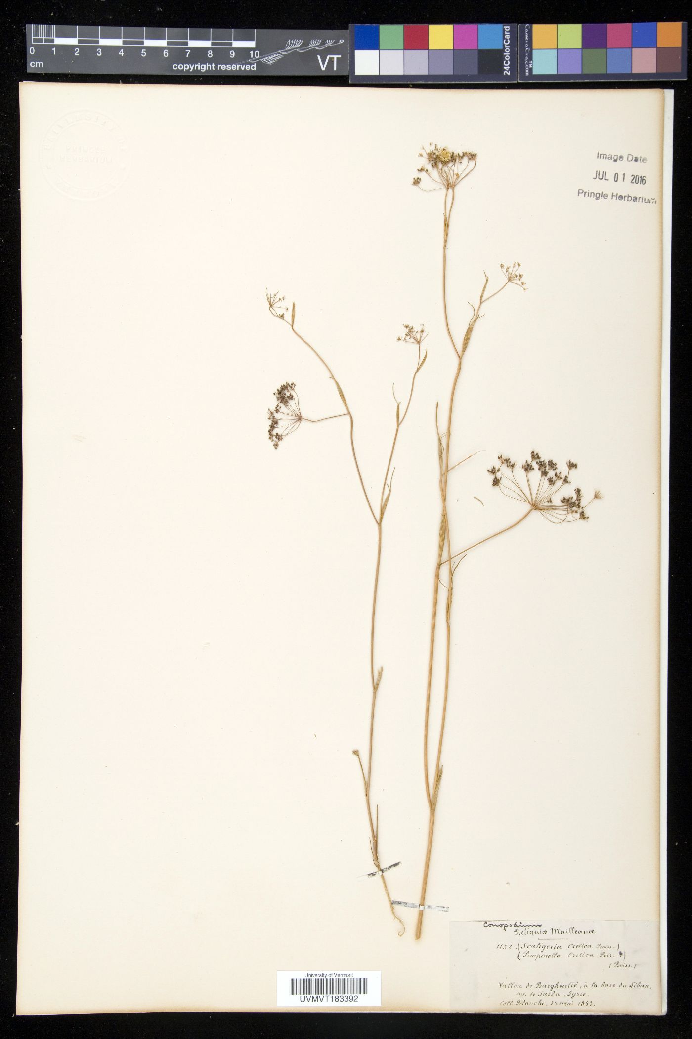 Conopodium image