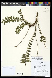Image of Lomariopsis kunzeana