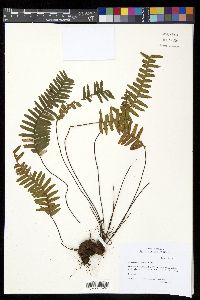Image of Ceradenia tristis