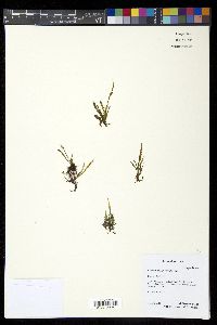 Image of Grammitis stenophylla