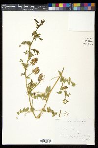 Image of Vicia amurensis