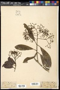 Image of Photinia integrifolia
