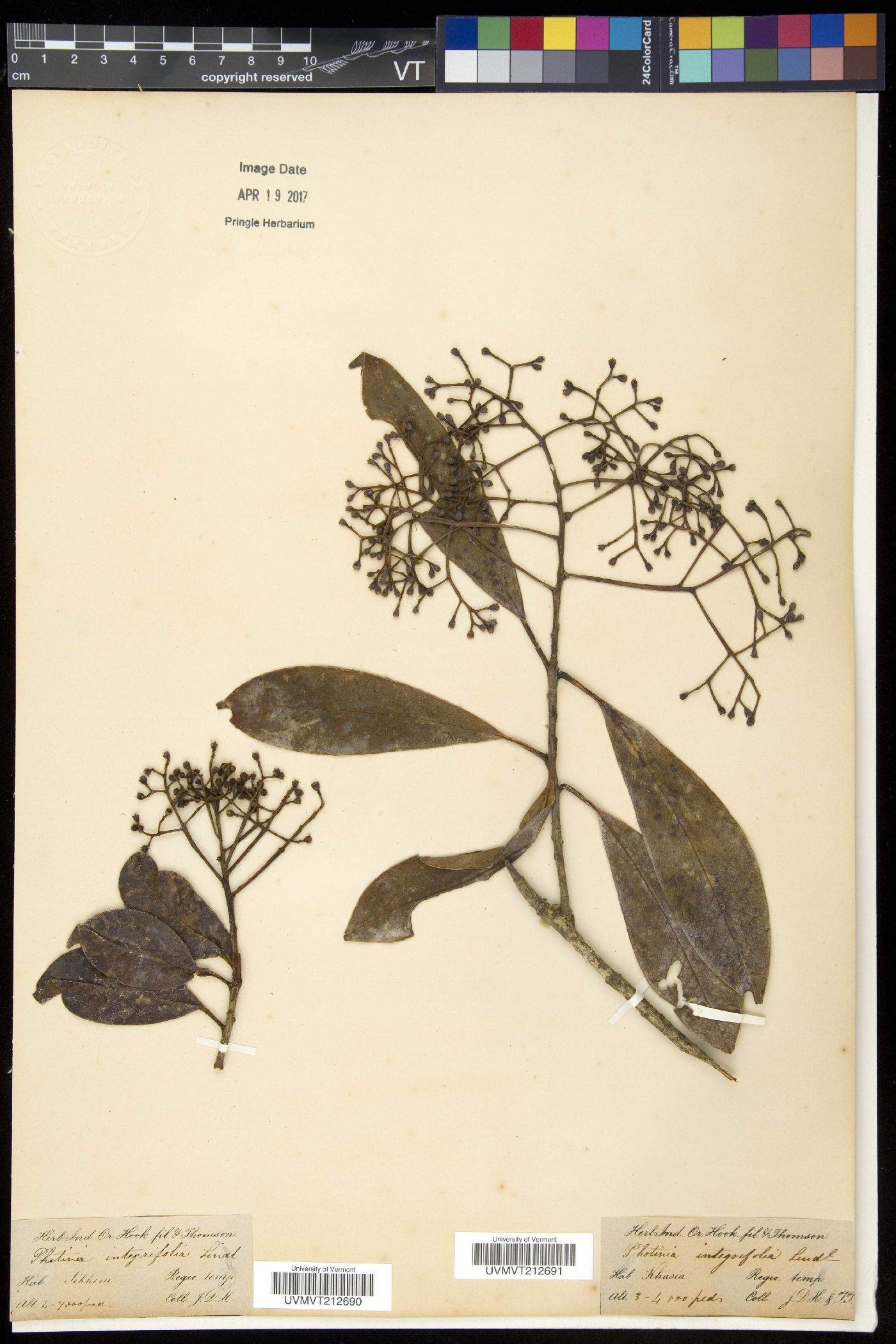 Photinia integrifolia image