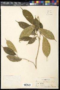 Image of Gironniera celtidifolia