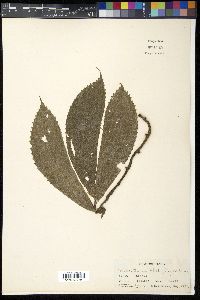 Image of Elatostema platyphyllum