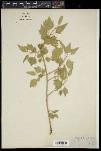 Image of Populus euphratica