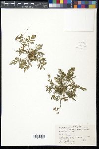 Image of Erodium stephanianum
